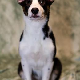 Border Collie Puppies from Wandering Meadows Farm