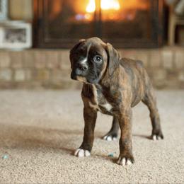 Cotton Eye Joe - Brindle male Boxer puppy in Georgia from Stephanie’s Boxers