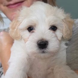 Chubbs - Cream male Havanese puppy in Batesburg, South Carolina from Watson Farms