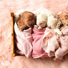 Cockapoo Puppies from Something to Bark About Dog Training