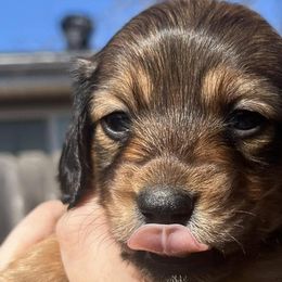 Dachshunds from Texoma Doxies