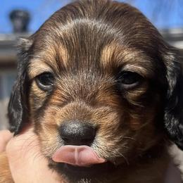 Dachshunds from Texoma Doxies