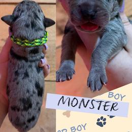 MONSTER - Merle male Great Dane puppy in Wellsville, New York from Prophecy Danes