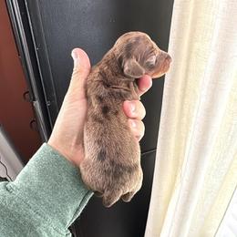 Sprout - AKC 4000 - Dapple male Dachshund puppy in Indian Trail, North Carolina from Hilda’s Teenie Weenies