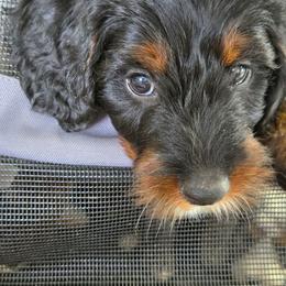 Vince Gill - Tri-color male Bernedoodle puppy in Augusta, Georgia from Ivey's Poodles & Doodles