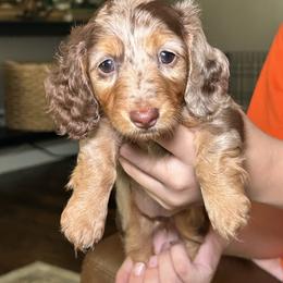 Dachshund Puppies from Rising Dawn Dachshunds