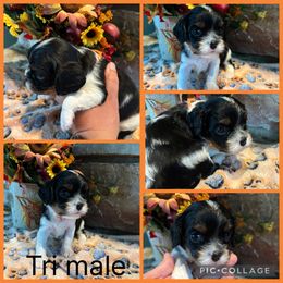 Tri orange - Tri-color male Cavalier King Charles Spaniel puppy in Greenleaf, Wisconsin from Ledgetop Family Cavaliers