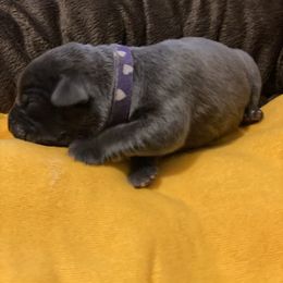 Girl 4 - Gray brindle Cane Corso puppy in Mercer, Pennsylvania from Midnight Cane Corso USA