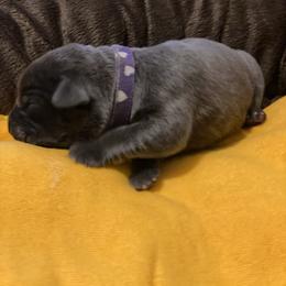 Girl 4 - Gray brindle Cane Corso puppy in Mercer, Pennsylvania from Midnight Cane Corso USA