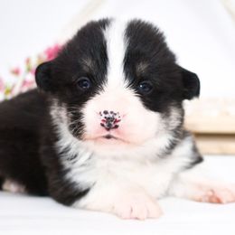 Creed - Black and tan male Pembroke Welsh Corgi puppy in San Antonio, Texas from Moxxi's Legacy Corgis