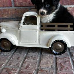 BTM - Black tri male Miniature Australian Shepherd puppy in Lexington, Nebraska from Osborne's Aussies