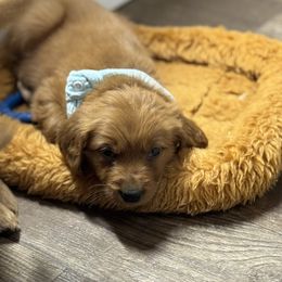 Rooibos - Dark golden male Golden Retriever puppy in Payette, Idaho from Stonewick Retrievers