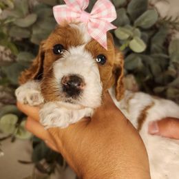 Sugar - Blenheim female Cavapoo puppy in Roseville, California from Heavenly Goldendoodles