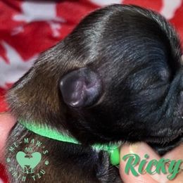 Ricky - Red male Shih Tzu puppy in Hanford, California from MeMaw Shih Tzus