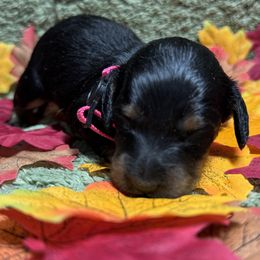 Emma - Black and cream female Dachshund puppy in Rhode Island from FOSTERS FRENCHIES and DACHSHUNDS