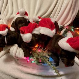 Labrador Retriever Puppies from Cedar Lake Labradors