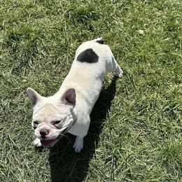 French Bulldogs from Fancy Lil Frenchies