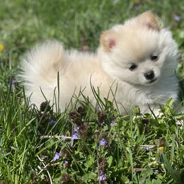 Pomeranian Puppies from POMS USA
