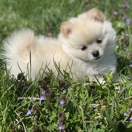 Pomeranian Puppies from POMS USA