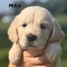 Max - Light golden male Golden Retriever puppy in Greensburg, Pennsylvania from Fields of Gold Retrievers