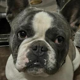 Dilute Retrievers, French Bulldogs, and Labrador Retrievers from Quiet Valley Ranch Labradors and Frenchies