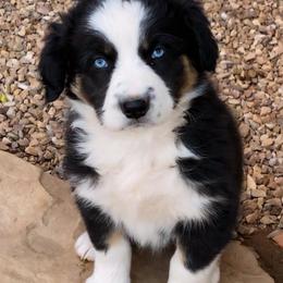Shock - Black tri-color female Australian Shepherd puppy in Neola, Utah from Wall To Wall Aussies