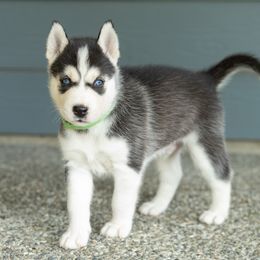 Jet - Black and white male Siberian Husky puppy in Mc Cleary, Washington from Chelsea's Huskies