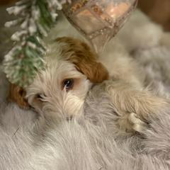 Pearl - female Golden Mountain Doodle puppy in Jim Falls, Wisconsin from Pup Paw-fection