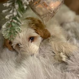 Pearl - female Golden Mountain Doodle puppy in Jim Falls, Wisconsin from Pup Paw-fection