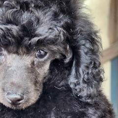 Astro - Blue Poodle puppy in Jurupa Valley, California from Silver Stars Toy Poodles
