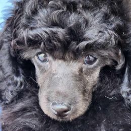 Astro - Blue Poodle puppy in Jurupa Valley, California from Silver Stars Toy Poodles