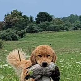Ronan - Golden Retriever