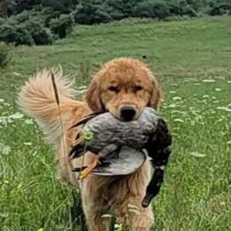 Ronan - Golden Retriever