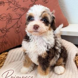 Primrose - Chocolate merle female Bernedoodle puppy in Burbank, Ohio from Berns & Doodles
