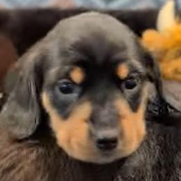 Girl born 2nd - Black and tan female Dachshund puppy in Palm Coast, Florida from The McWhirt Dachshunds