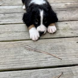 Bernedoodle Puppies from Cove Creek Companions