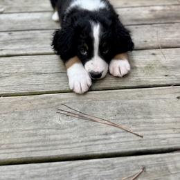 Bernedoodle Puppies from Cove Creek Companions
