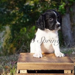 Black - Black and white male English Springer Spaniel puppy in Loris, South Carolina from Palmetto Springer Spaniels