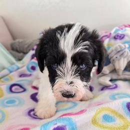 Mr Duke - Parti male Miniature Schnauzer puppy in Shoshone, Idaho from Debra Kruse's Miniature Schnauzers