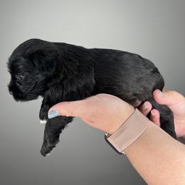 Great Dane and Miniature Schnauzer Puppies from Dog in Mind Danes