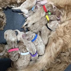 Goldendoodle Puppies from Bellegrove Goldendoodles