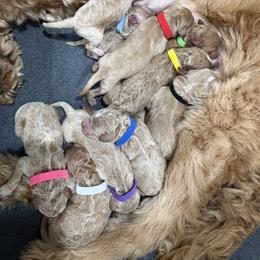 Goldendoodle Puppies from Bellegrove Goldendoodles