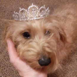 Princess - Dachshund