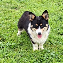 ROCKY - Pembroke Welsh Corgi