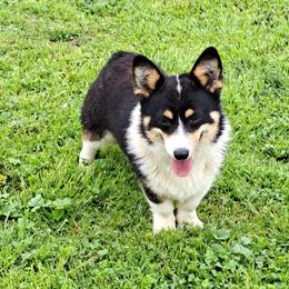 ROCKY - Pembroke Welsh Corgi