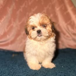 Girl one - Liver and white female Shih Tzu puppy in Vinemont, Alabama from Puppy Pals