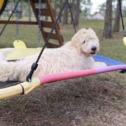 Bay - Goldendoodle