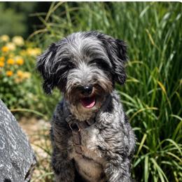 Obi - Bernedoodle