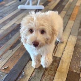 BONDI - male Australian Mountain Doodle puppy in Bristow, Oklahoma from 10-Acre Woods Cockapoos