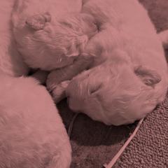Maremma Sheepdog Puppies from Old Orchard Maremmas